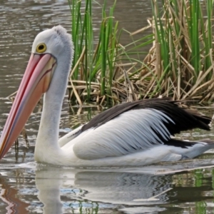 Pelecanus conspicillatus at Parkes, ACT - 17 Sep 2016 12:43 PM