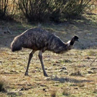 Dromaius novaehollandiae (Emu) at Tidbinbilla Nature Reserve - 16 Jun 2016 by RodDeb