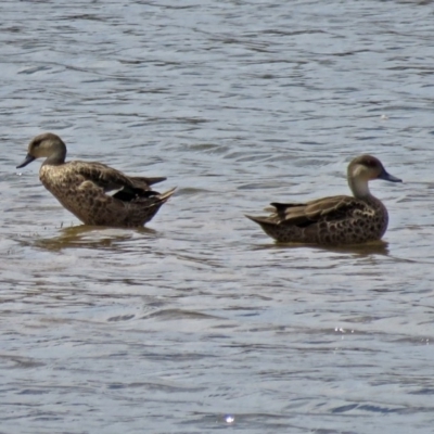 Anas gracilis (Grey Teal) at Googong Foreshore - 25 Jan 2017 by RodDeb