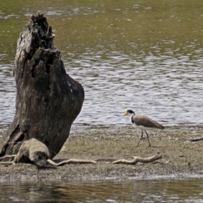 Vanellus miles (Masked Lapwing) at Burra, NSW - 25 Jan 2017 by RodDeb