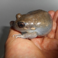 Limnodynastes dumerilii (Eastern Banjo Frog) at Latham, ACT - 28 Jan 2018 by JBrickhill