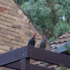 Callocephalon fimbriatum (Gang-gang Cockatoo) at Cook, ACT - 23 Jan 2018 by Tammy