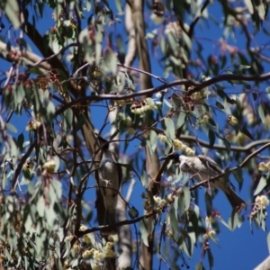 Philemon corniculatus at Parkes, ACT - 26 Sep 2017