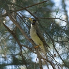 Manorina melanocephala (Noisy Miner) at Parkes, ACT - 7 Nov 2017 by Tammy