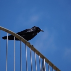 Corvus coronoides (Australian Raven) at Parkes, ACT - 19 Sep 2017 by Tammy