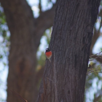 Petroica boodang (Scarlet Robin) at Aranda, ACT - 25 Jun 2016 by Tammy