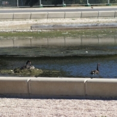 Cygnus atratus (Black Swan) at City Renewal Authority Area - 28 Aug 2009 by Tammy