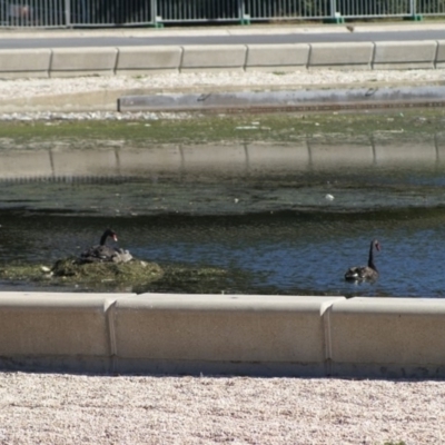 Cygnus atratus (Black Swan) at City Renewal Authority Area - 28 Aug 2009 by Tammy