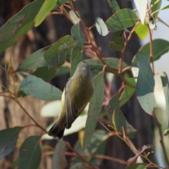 Smicrornis brevirostris (Weebill) at Aranda, ACT - 25 Jun 2016 by Tammy