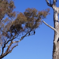 Aquila audax at Belconnen, ACT - 12 Jun 2016 02:10 PM