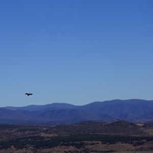 Aquila audax at Belconnen, ACT - 12 Jun 2016 02:10 PM