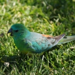 Psephotus haematonotus (Red-rumped Parrot) at Parkes, ACT - 19 Sep 2017 by Tammy