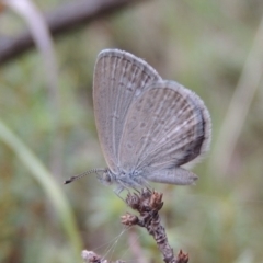 Zizina otis (Common Grass-Blue) at Rob Roy Range - 8 Jan 2018 by MichaelBedingfield