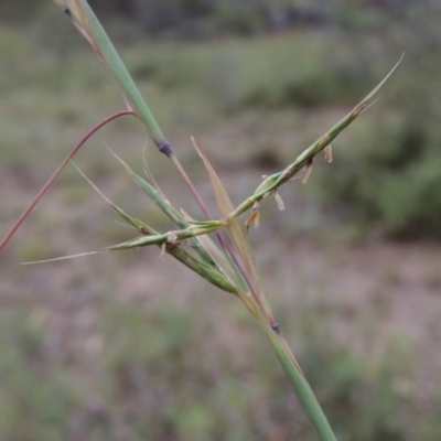 Cymbopogon refractus (Barbed-wire Grass) at Conder, ACT - 8 Jan 2018 by member211