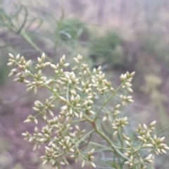 Cassinia quinquefaria (Rosemary Cassinia) at Federal Golf Course - 30 Jan 2018 by Linden