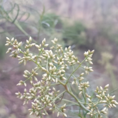 Cassinia quinquefaria (Rosemary Cassinia) at Hughes, ACT - 31 Jan 2018 by Linden