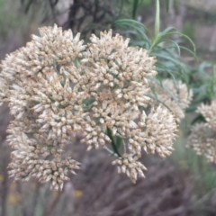 Cassinia longifolia (Shiny Cassinia, Cauliflower Bush) at Hughes, ACT - 31 Jan 2018 by Linden