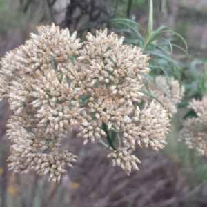 Cassinia longifolia at Hughes, ACT - 31 Jan 2018