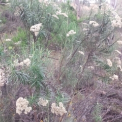 Cassinia longifolia at Hughes, ACT - 31 Jan 2018