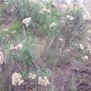 Cassinia longifolia at Hughes, ACT - 31 Jan 2018 07:43 AM