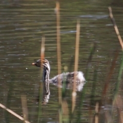 Tachybaptus novaehollandiae (Australasian Grebe) at MTR591 at Gundaroo - 29 Jan 2018 by MaartjeSevenster