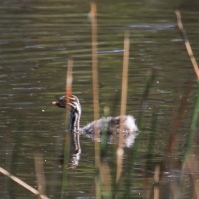 Tachybaptus novaehollandiae (Australasian Grebe) at Gundaroo, NSW - 30 Jan 2018 by MaartjeSevenster