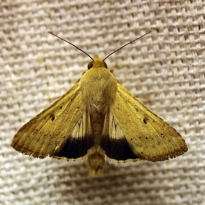 Helicoverpa punctigera at O'Connor, ACT - 4 Jan 2018