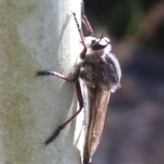 Neoaratus hercules (Herculean Robber Fly) at Acton, ACT - 17 Jun 2016 by KMcCue