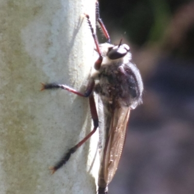 Neoaratus hercules (Herculean Robber Fly) at Acton, ACT - 18 Jun 2016 by KMcCue