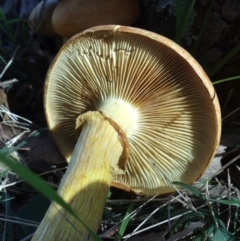 Gymnopilus junonius (Spectacular Rustgill) at Aranda Bushland - 19 Aug 2016 by KMcCue