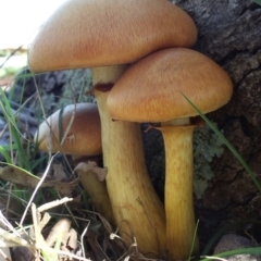 Gymnopilus junonius at Belconnen, ACT - 20 Aug 2016 04:52 AM