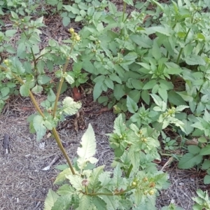 Bidens pilosa at Isaacs, ACT - 31 Jan 2018 03:43 PM