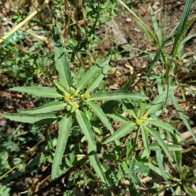 Euphorbia davidii (David's Spurge) at Jerrabomberra, ACT - 31 Jan 2018 by Mike