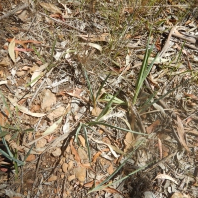 Dianella sp. aff. longifolia (Benambra) (Pale Flax Lily, Blue Flax Lily) at Scriveners Hut - 31 Jan 2018 by MichaelMulvaney