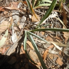 Dianella sp. aff. longifolia (Benambra) at Yarralumla, ACT - 31 Jan 2018