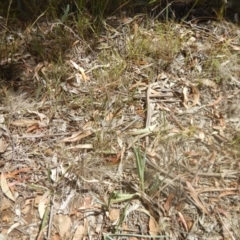 Dianella sp. aff. longifolia (Benambra) at Yarralumla, ACT - 31 Jan 2018 02:44 PM