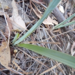 Dianella sp. aff. longifolia (Benambra) (Pale Flax Lily, Blue Flax Lily) at Yarralumla, ACT - 31 Jan 2018 by MichaelMulvaney