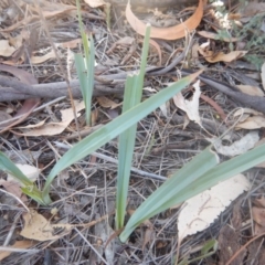 Dianella sp. aff. longifolia (Benambra) at Yarralumla, ACT - 31 Jan 2018 03:14 PM