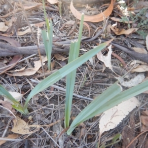 Dianella sp. aff. longifolia (Benambra) at Yarralumla, ACT - 31 Jan 2018 03:14 PM