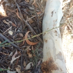 Dianella sp. aff. longifolia (Benambra) at Yarralumla, ACT - 31 Jan 2018 03:14 PM