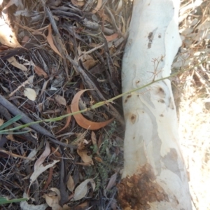 Dianella sp. aff. longifolia (Benambra) at Yarralumla, ACT - 31 Jan 2018