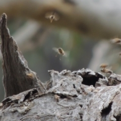 Apis mellifera (European honey bee) at Rob Roy Range - 8 Jan 2018 by michaelb