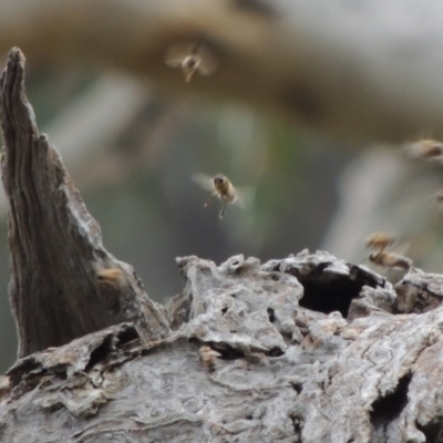 Apis mellifera (European honey bee) at Rob Roy Range - 8 Jan 2018 by michaelb