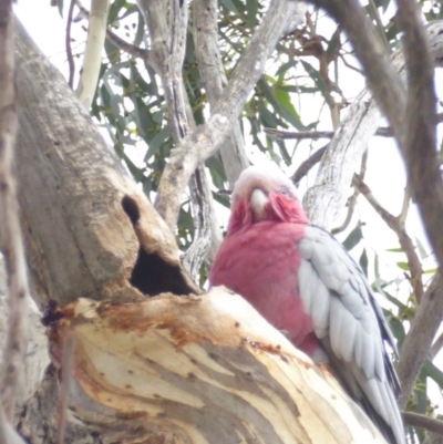 Eolophus roseicapilla (Galah) at Hughes, ACT - 31 Jan 2018 by JackyF