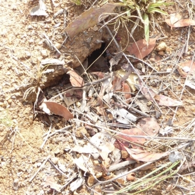 Myrmecia nigriceps (Black-headed bull ant) at Red Hill to Yarralumla Creek - 30 Jan 2018 by JackyF
