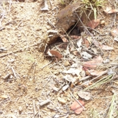 Myrmecia nigriceps at Hughes, ACT - 31 Jan 2018 09:09 AM