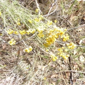 Chrysocephalum semipapposum at Hughes, ACT - 31 Jan 2018