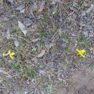 Goodenia pinnatifida at Hughes, ACT - 3 Nov 2017 03:42 PM