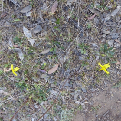 Goodenia pinnatifida (Scrambled Eggs) at Hughes, ACT - 3 Nov 2017 by JackyF