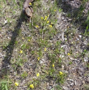 Goodenia pinnatifida at Hughes, ACT - 3 Nov 2017